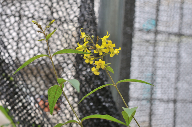 クサレダマの花