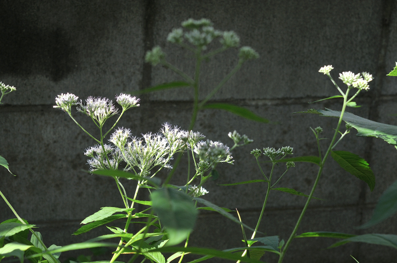 ヒヨドリバナの花