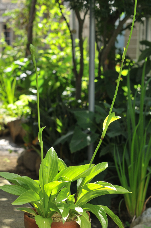 鉢植えのタチギボウシ