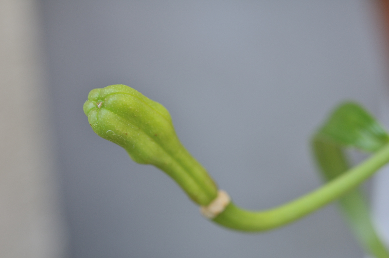 ミヤマスカシユリの実