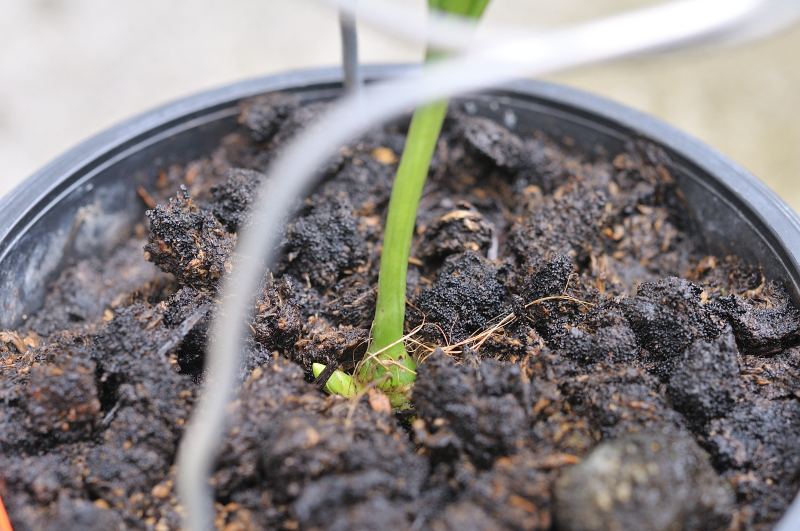 ニオイエビネ・夢殿の新芽です