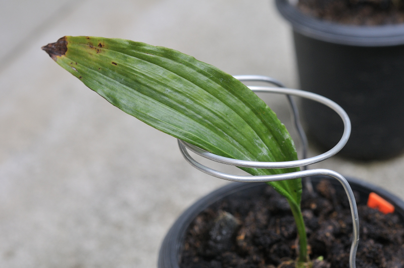 ニオイエビネの葉っぱ