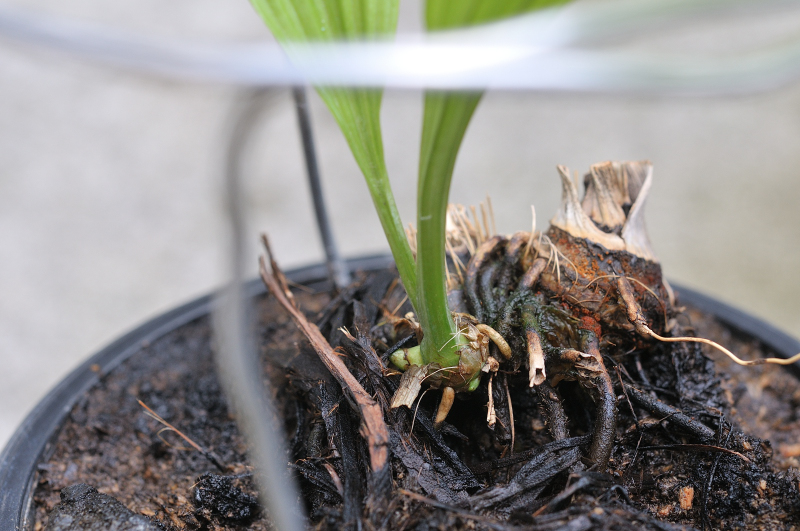 御蔵水宝の新芽です