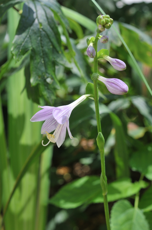 タチギボウシの花