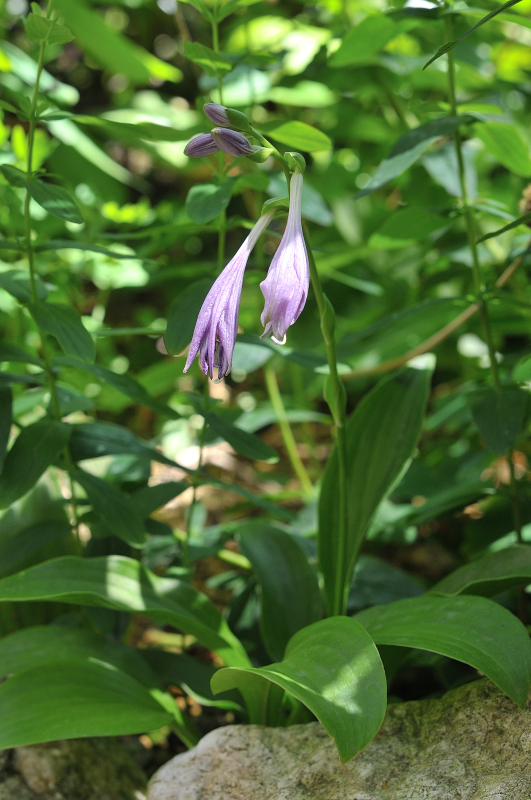 タチギボウシのつぼみ
