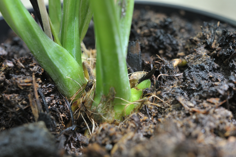 ニオイエビネの新芽です