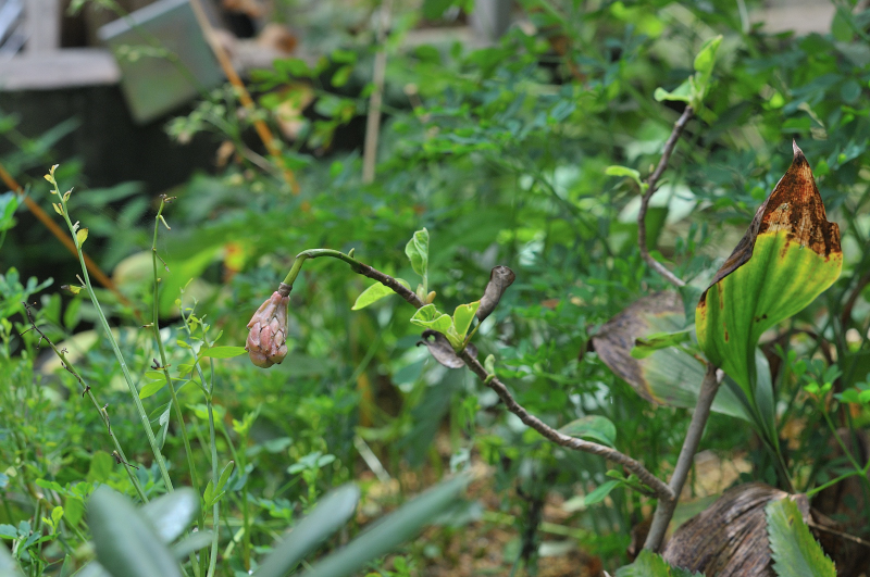 蓼科産オオヤマレンゲの実です