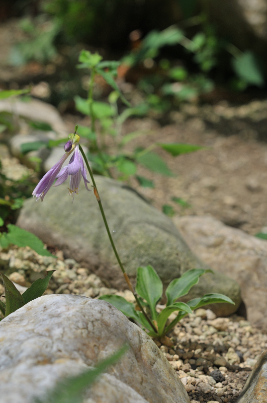 イワギボウシの花