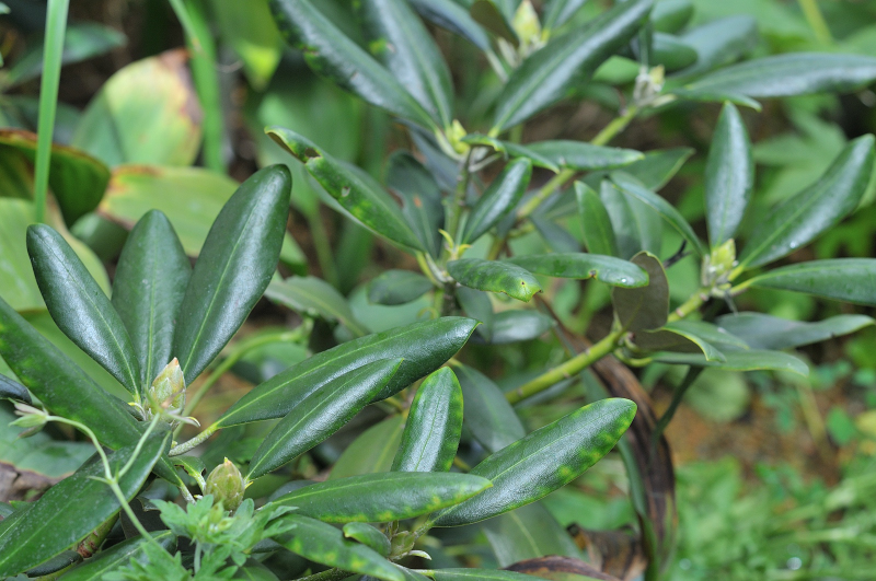 オキシャクナゲの花芽です