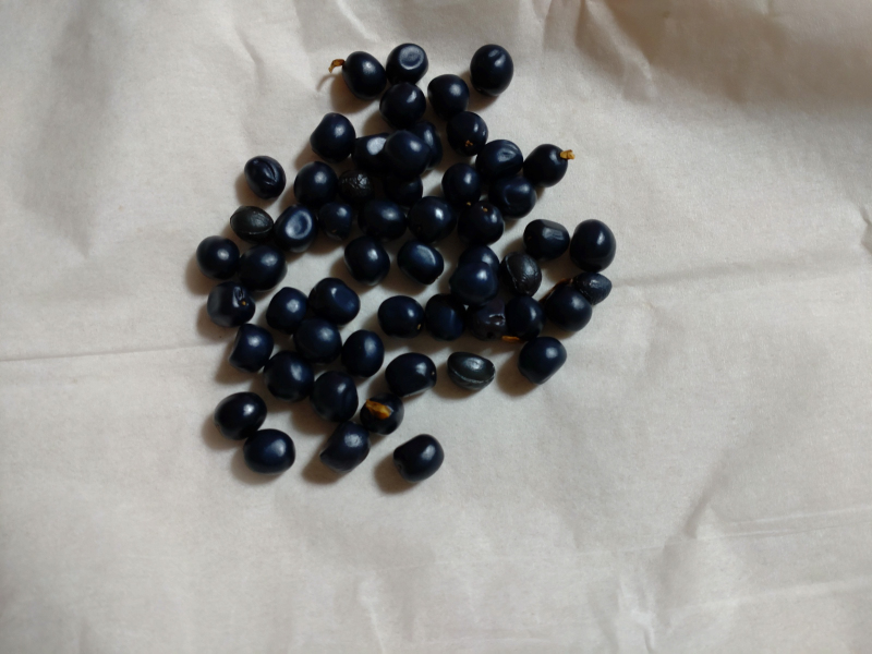 ベニバナヤマシャクヤクの種です