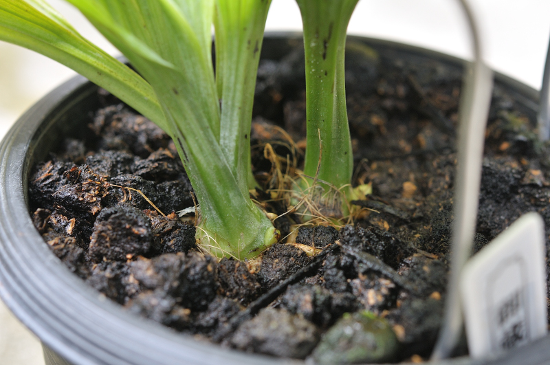 ニオイエビネ・御蔵桜丸の新芽です
