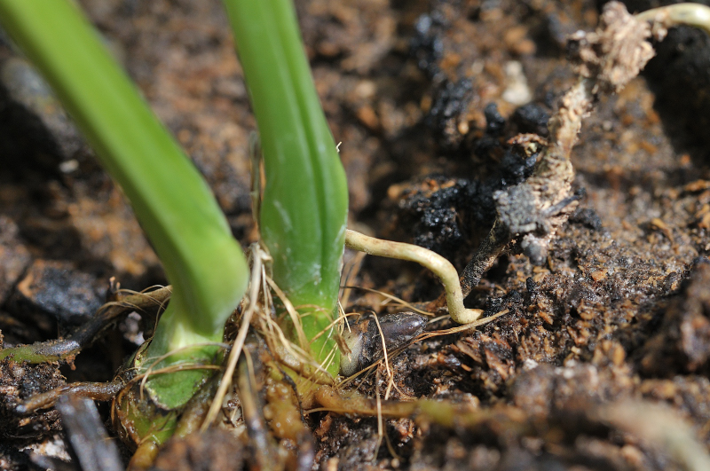 黒く変色した新芽