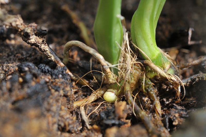 御蔵桜龍の新芽です