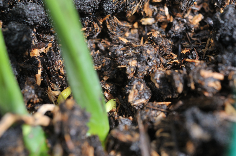 コオズエビネ・朱鷺の新芽です