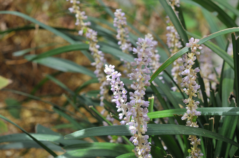 ヤブランの花です