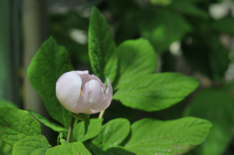 ベニバナヤマシャクヤクの花です
