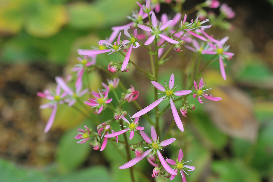 大文字草の花です