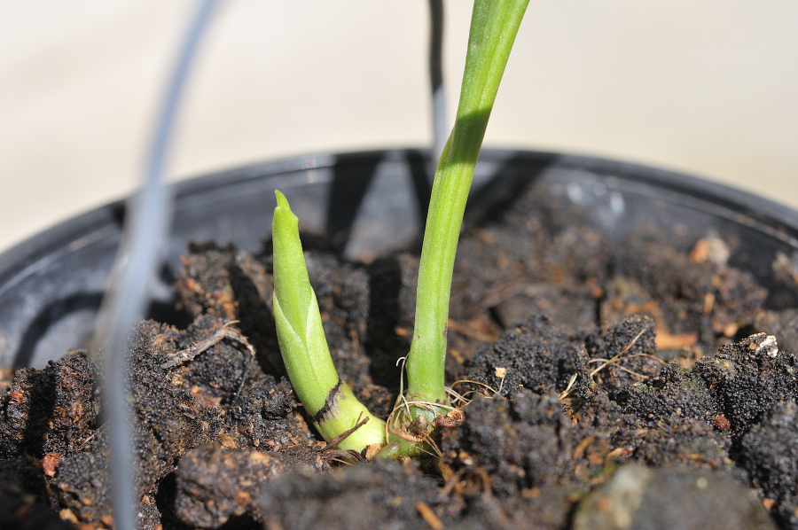 御蔵島産ニオイエビネ。夢殿の新芽