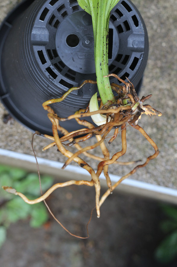 御蔵島産ニオイエビネ、御蔵桜香の新芽と根です