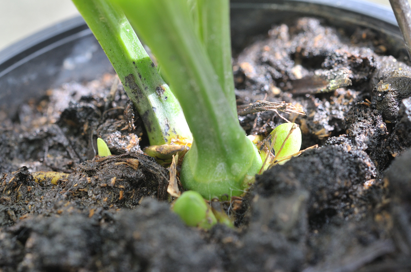 御蔵桜凜の新芽です