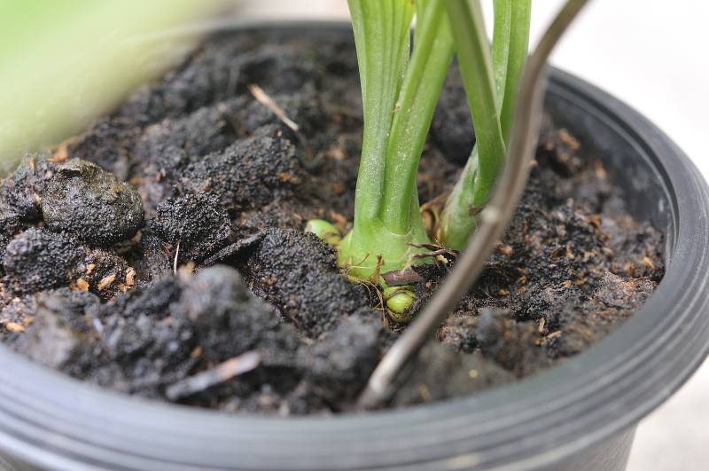 　ニオイエビネの新芽です