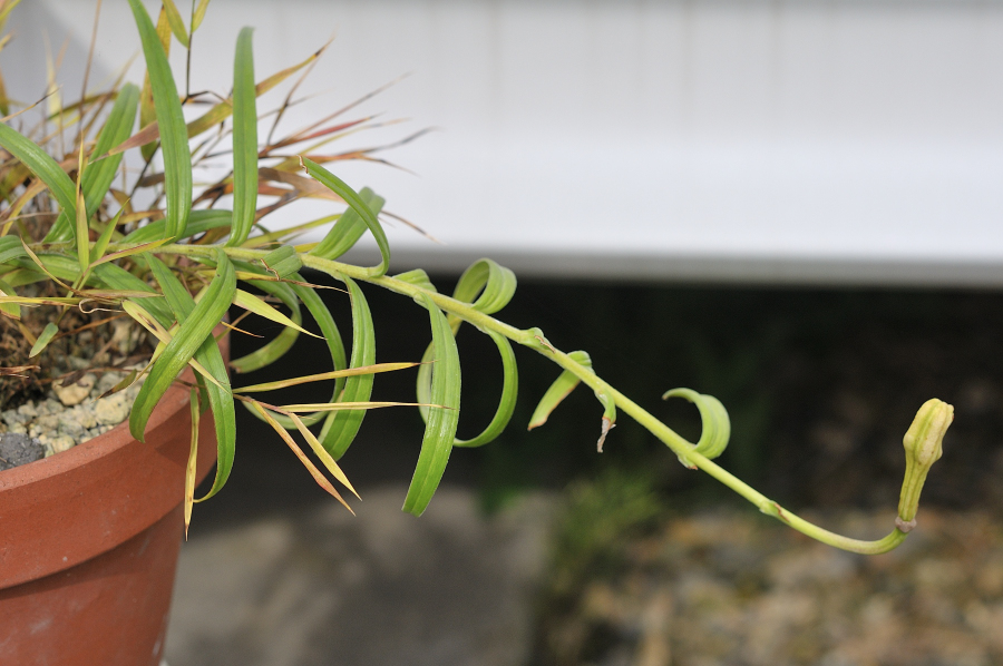 ミヤマスカシユリの葉っぱと実