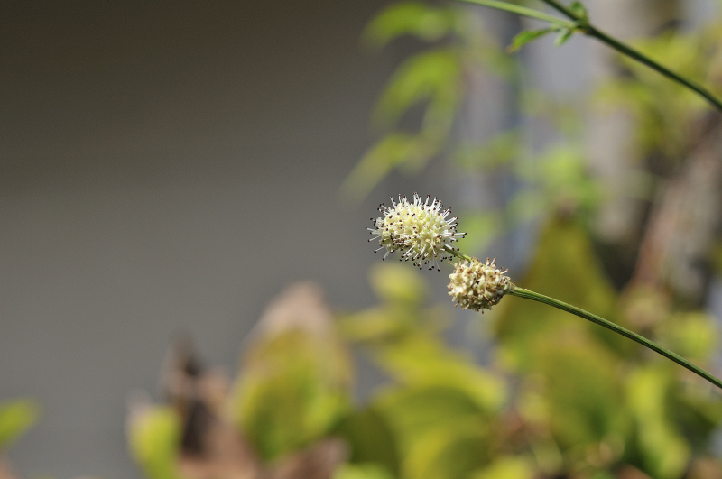 ナガボノシロワレモコウの花です