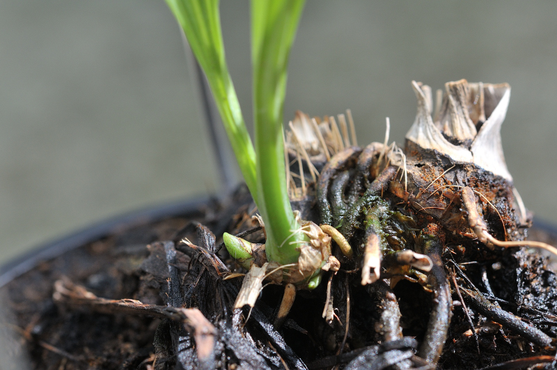 御蔵水宝の新芽です