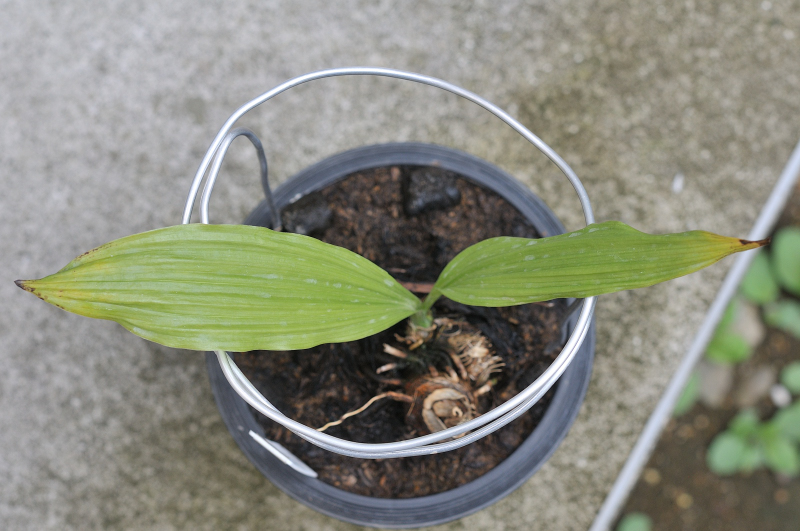 ニオイエビネの新葉です