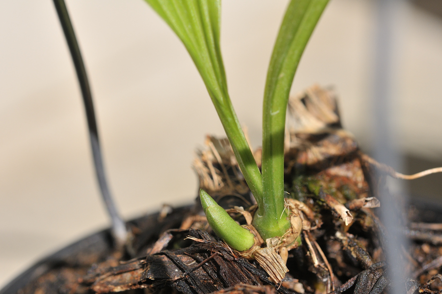 ニオイエビネ・御蔵水宝ほ新芽です