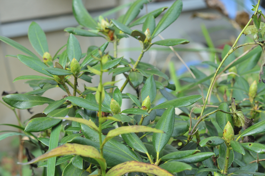 隠岐石楠花の花芽
