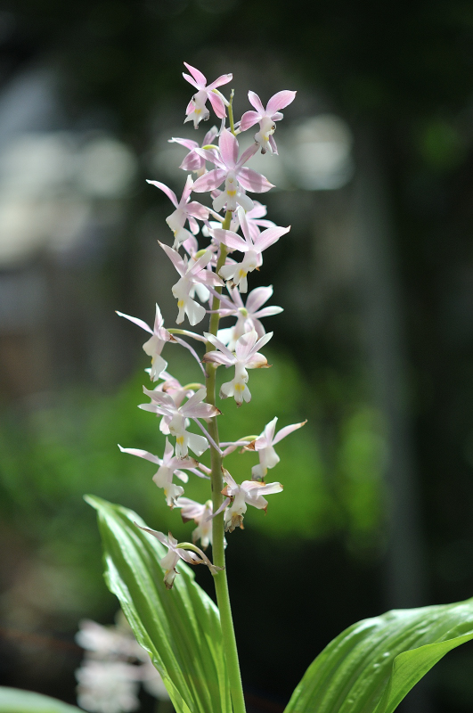 ニオイエビネ・御蔵神妖の花です