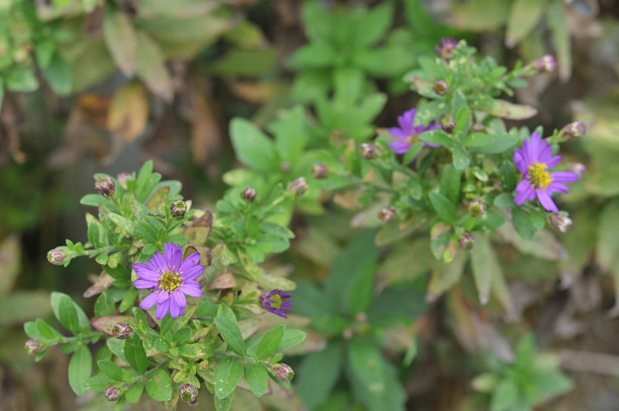 エゾノコンギク