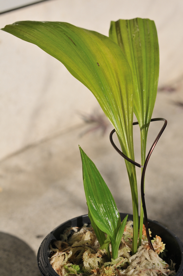 ニオイエビネ自然種、御蔵天寿