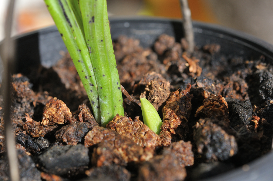 御蔵桜香の新芽