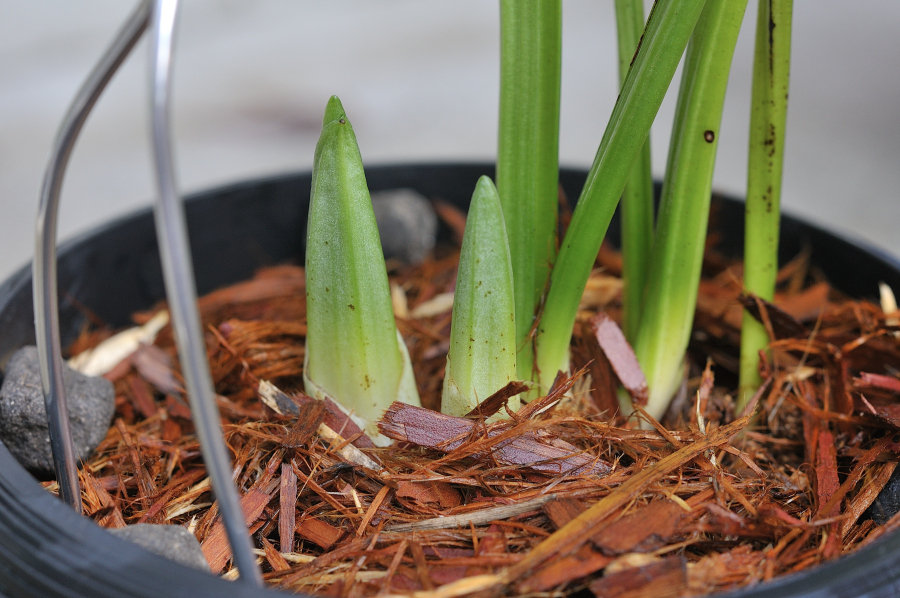 無銘ニオイエビネの新芽