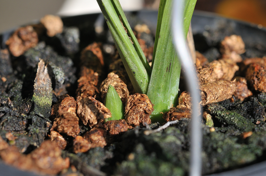 御蔵光明の新芽