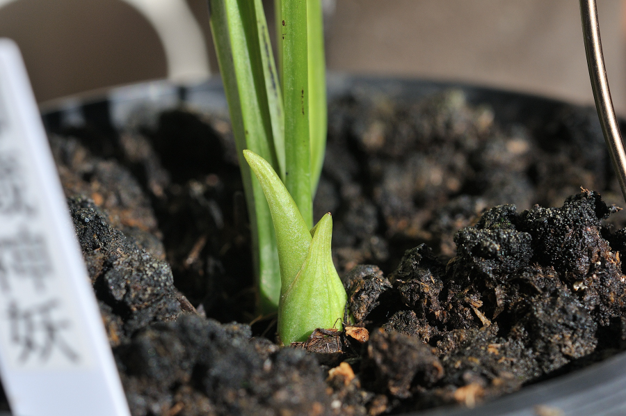 御蔵神妖の新芽
