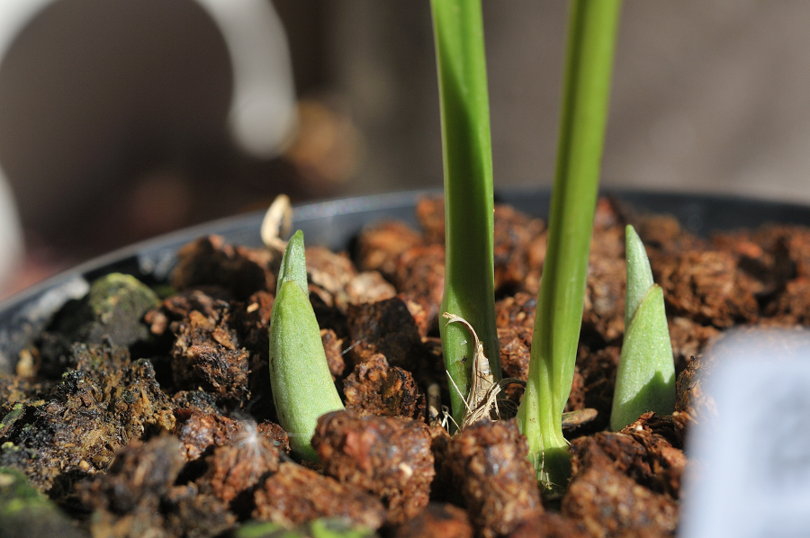 御蔵桜龍の新芽