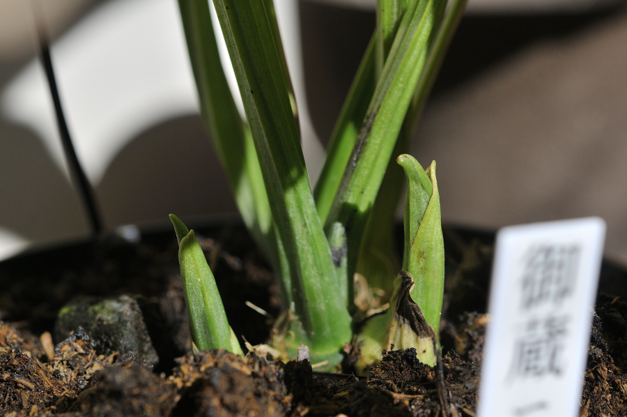 無銘ニオイエビネの新芽です