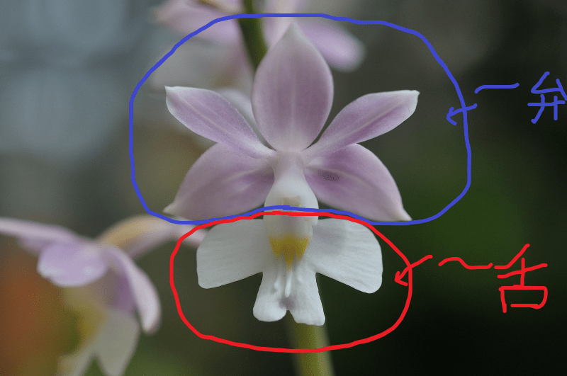 ニオイエビネ、御香梅の花です