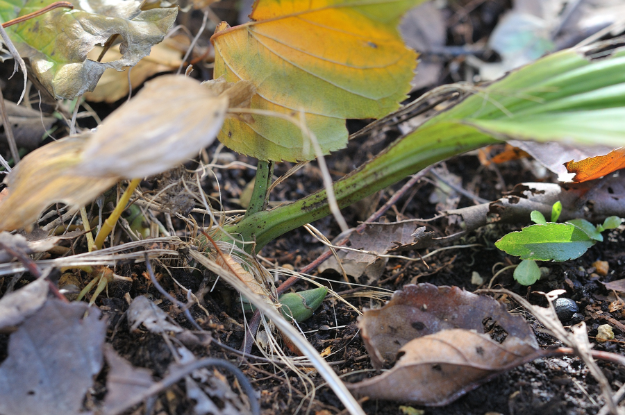キリシマエビネの新芽