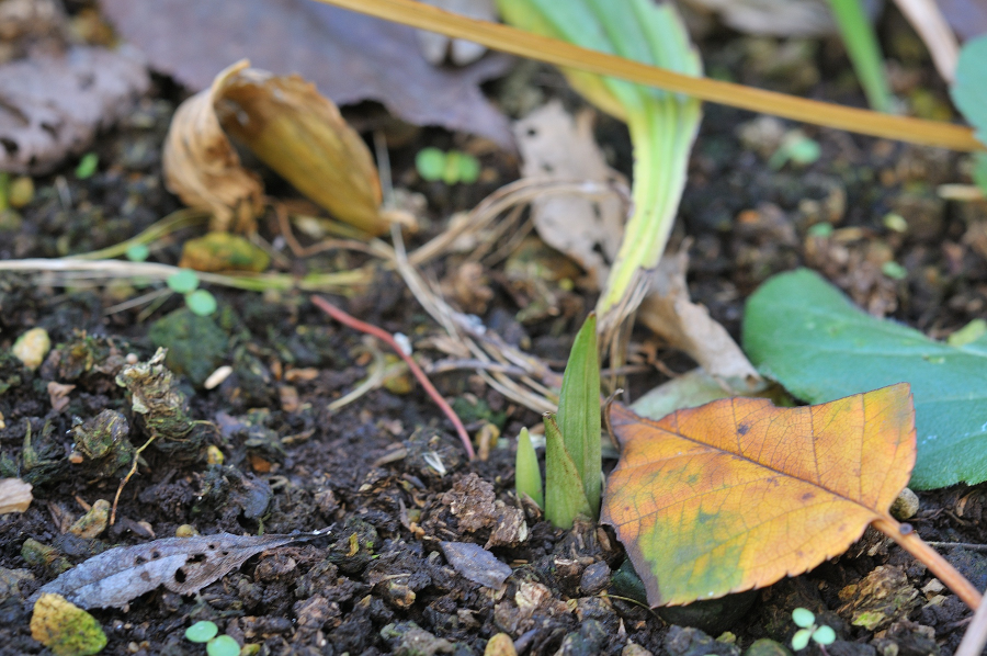 八丈島産エビネの新芽です