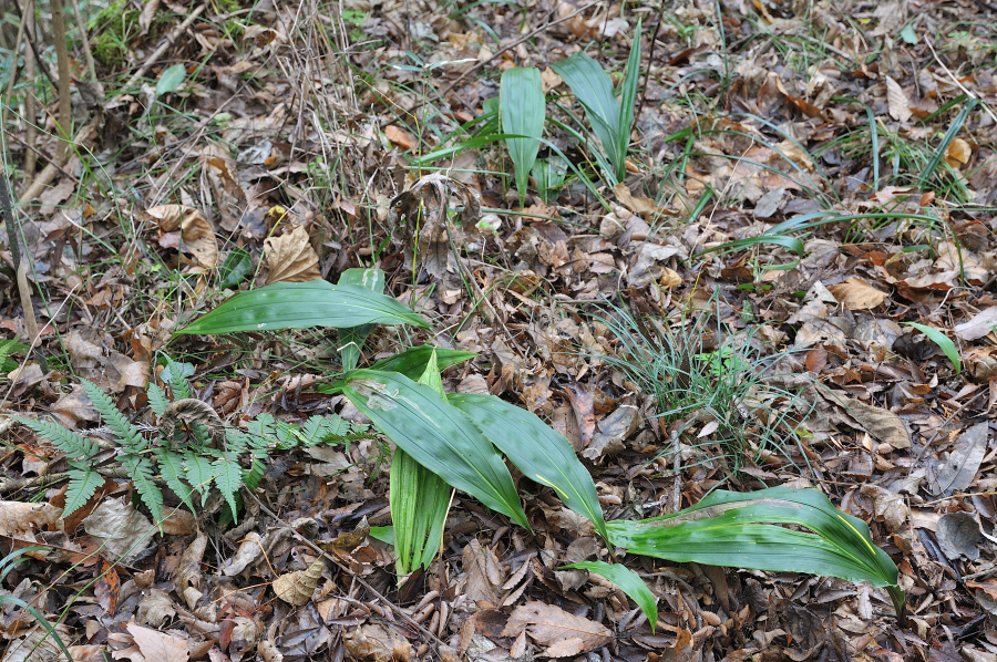 サイハイランの群落