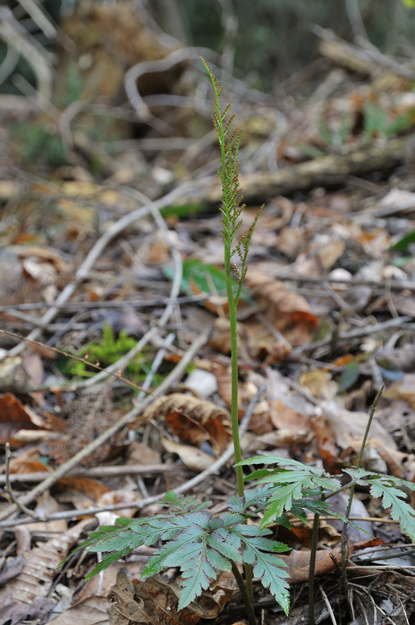 フユノハナワラビ