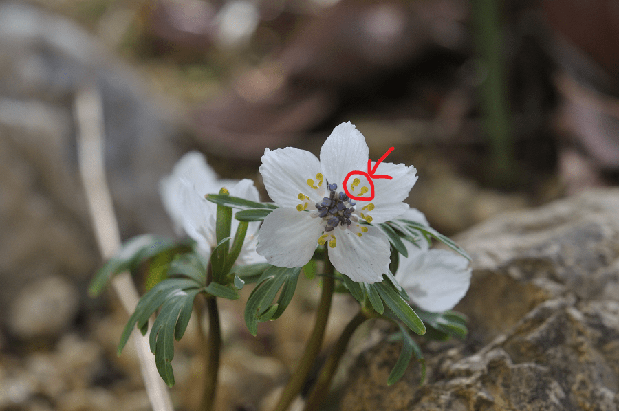 セツブンソウの花の場所
