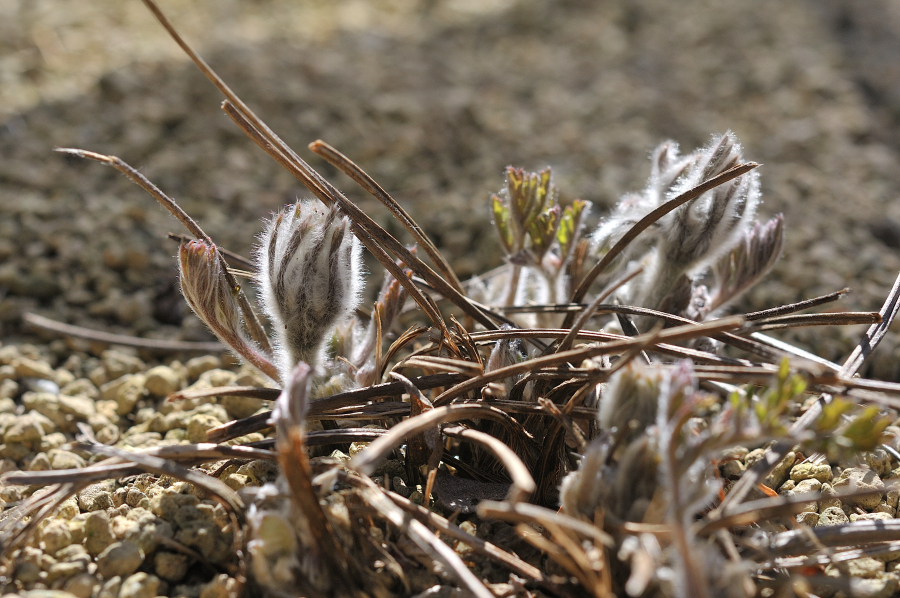 オキナグサの芽です