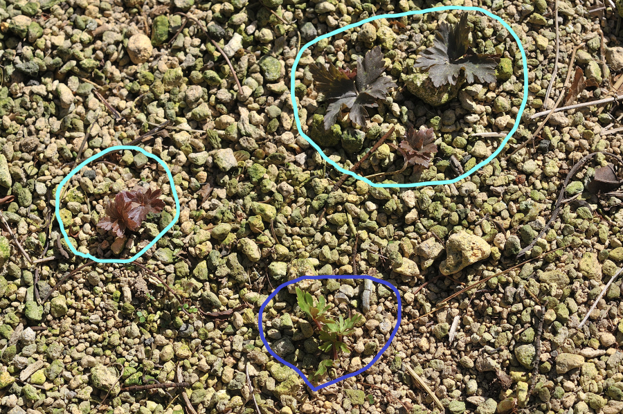 ニリンソウとトリカブト