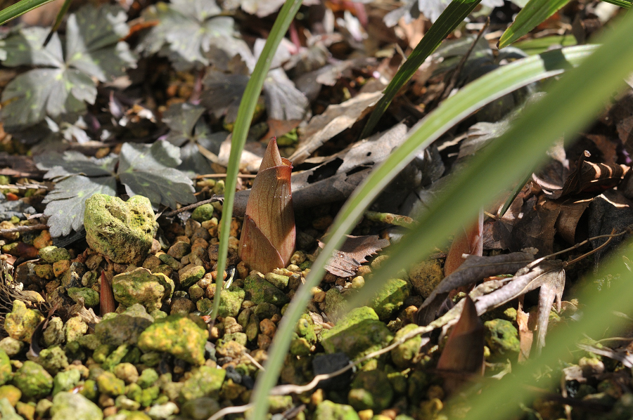 ヤマシャクヤクの芽