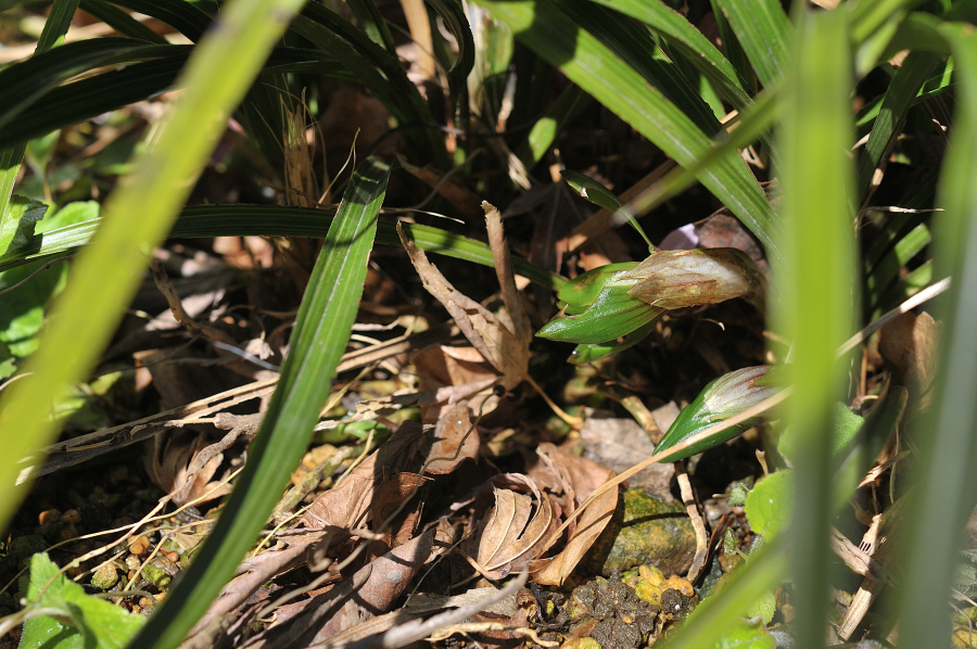 春蘭の花芽
